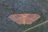 Idaea degeneraria